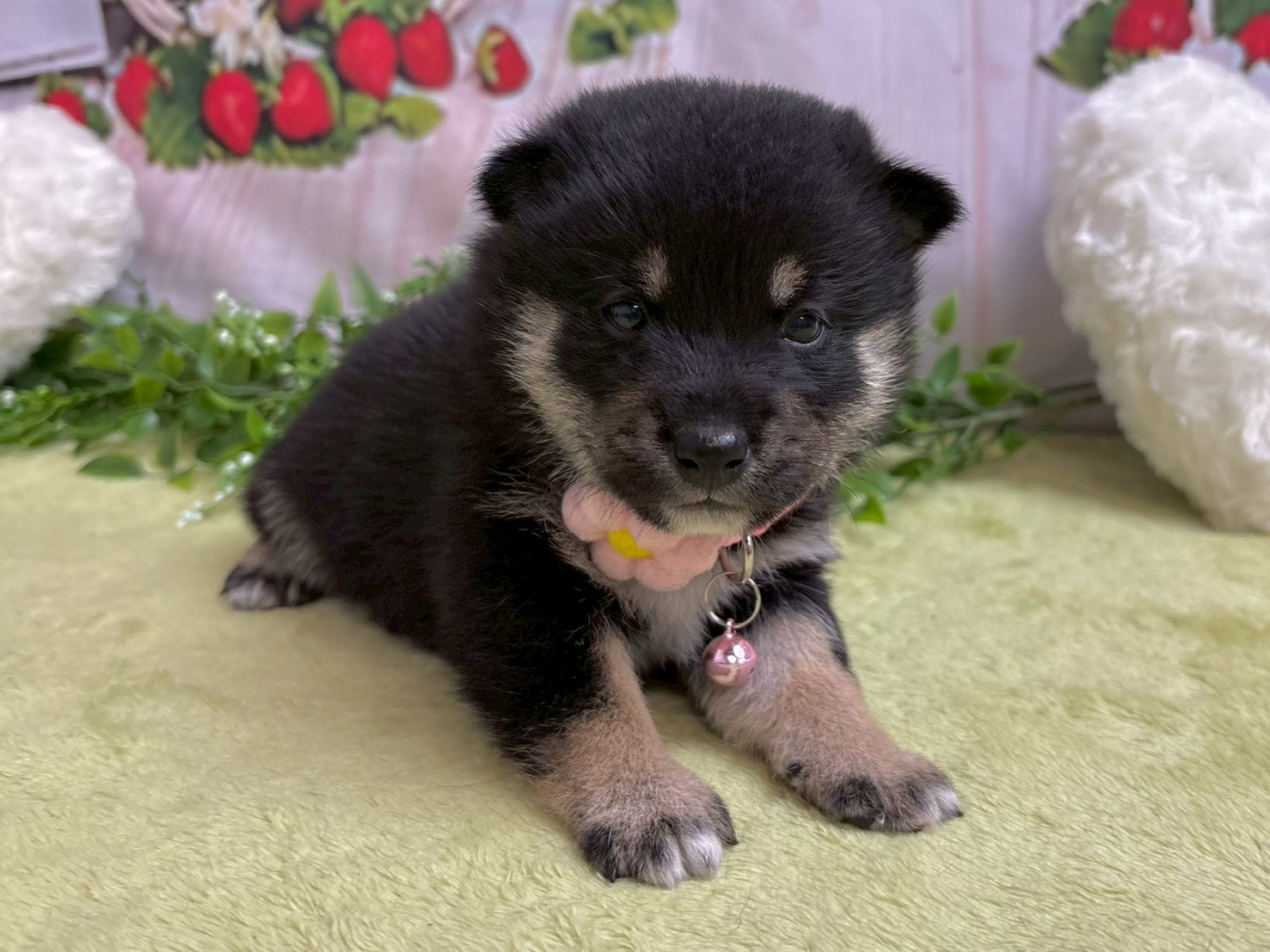 赤ちゃん写真2-1