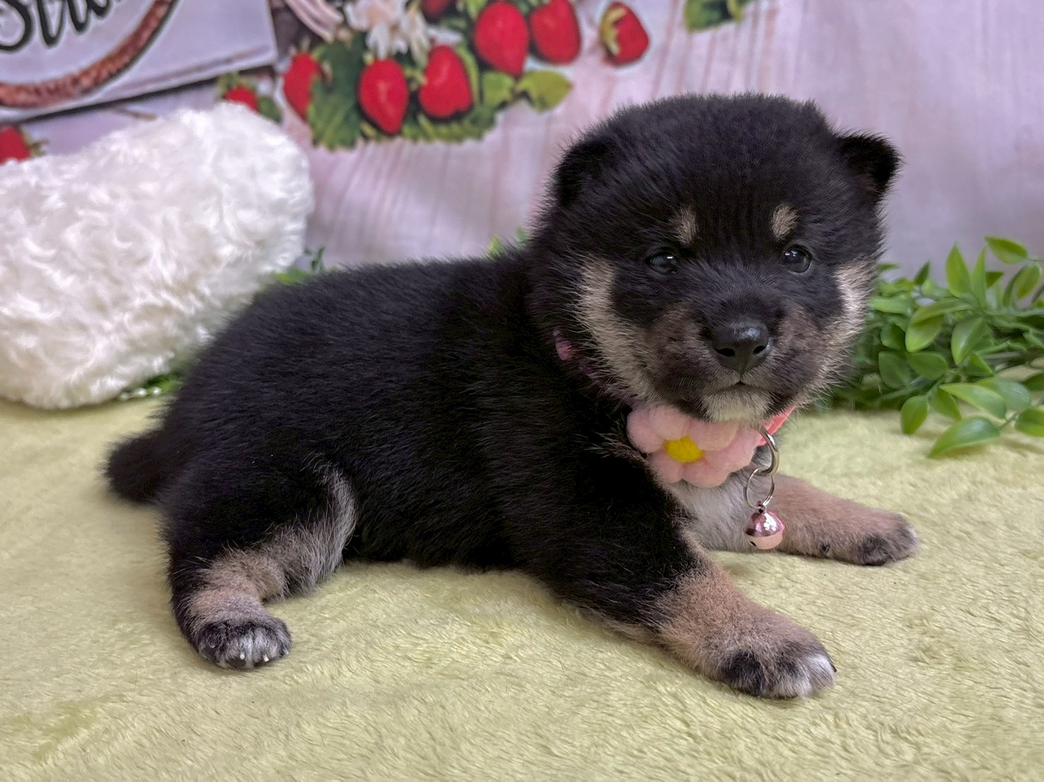 赤ちゃん写真2-2