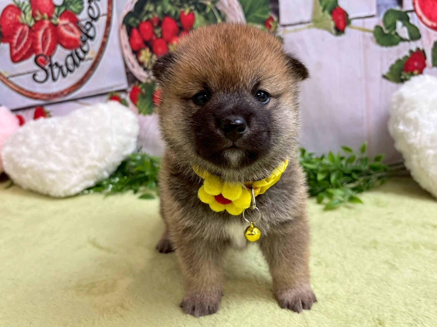 赤ちゃん写真2-1