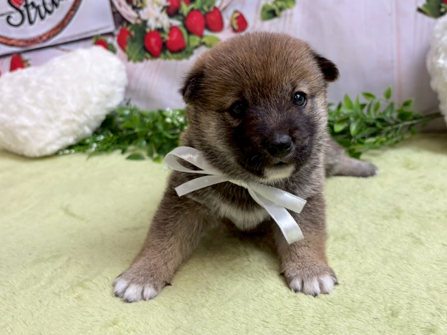 赤ちゃん写真2-1