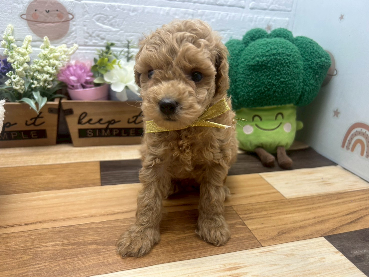 トイ・プードル