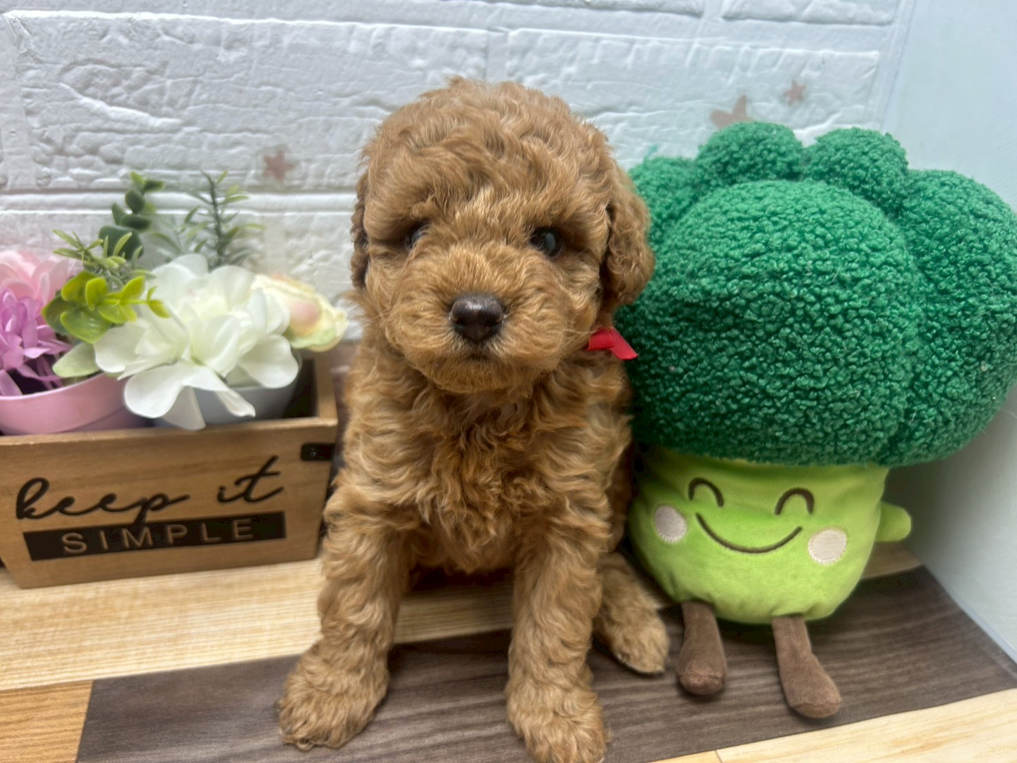 トイ・プードル