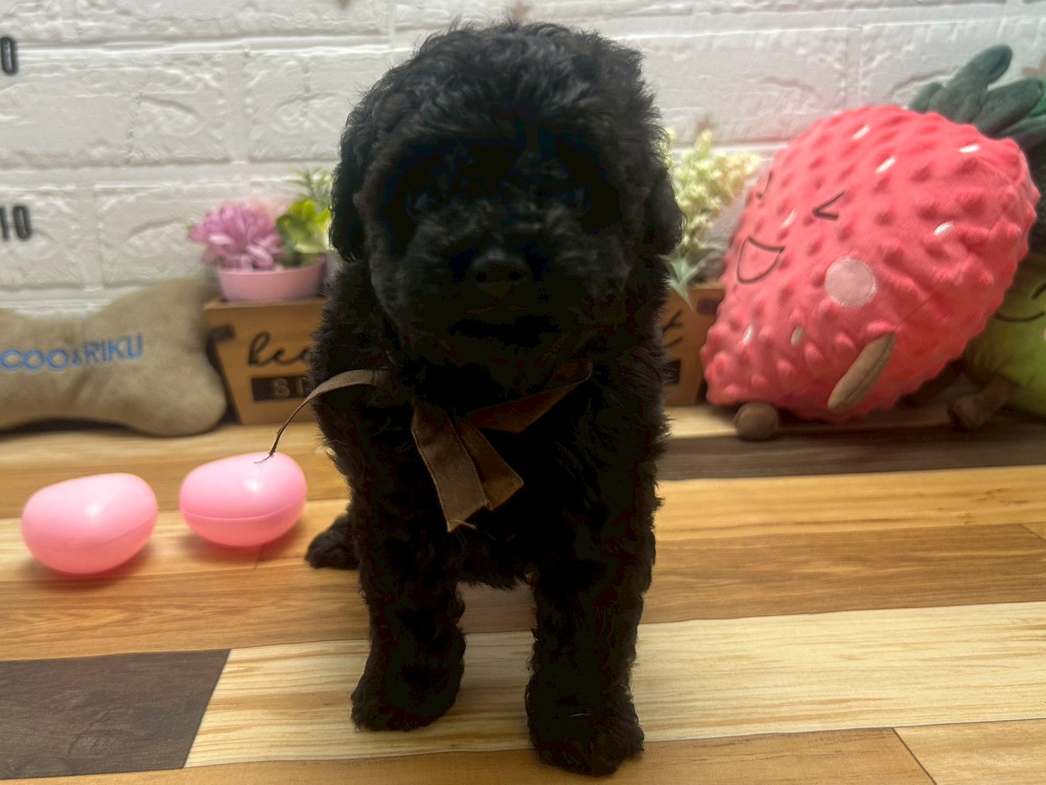 トイ・プードル