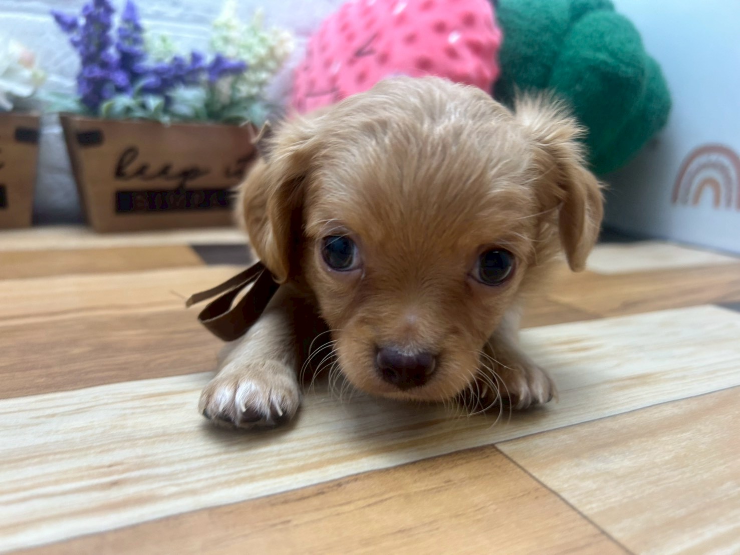 チワワ（ロングコート）