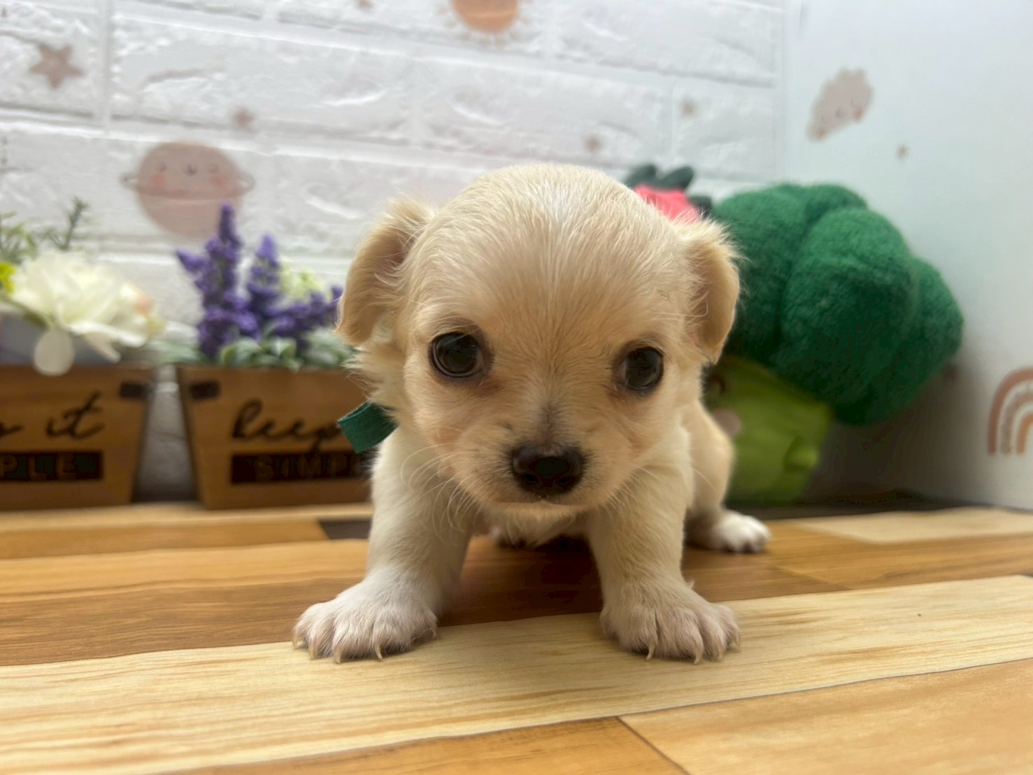 チワワ（ロングコート）