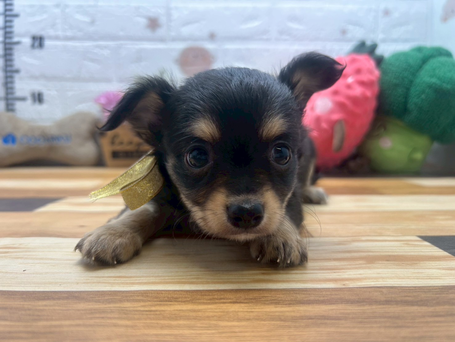 チワワ（ロングコート）