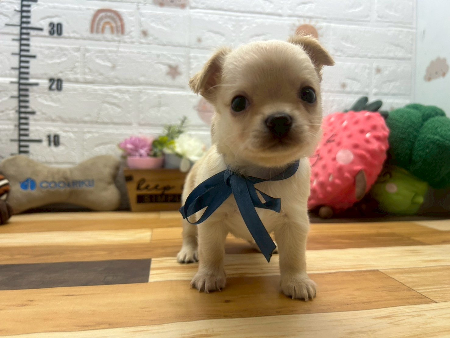 チワワ（ロングコート）