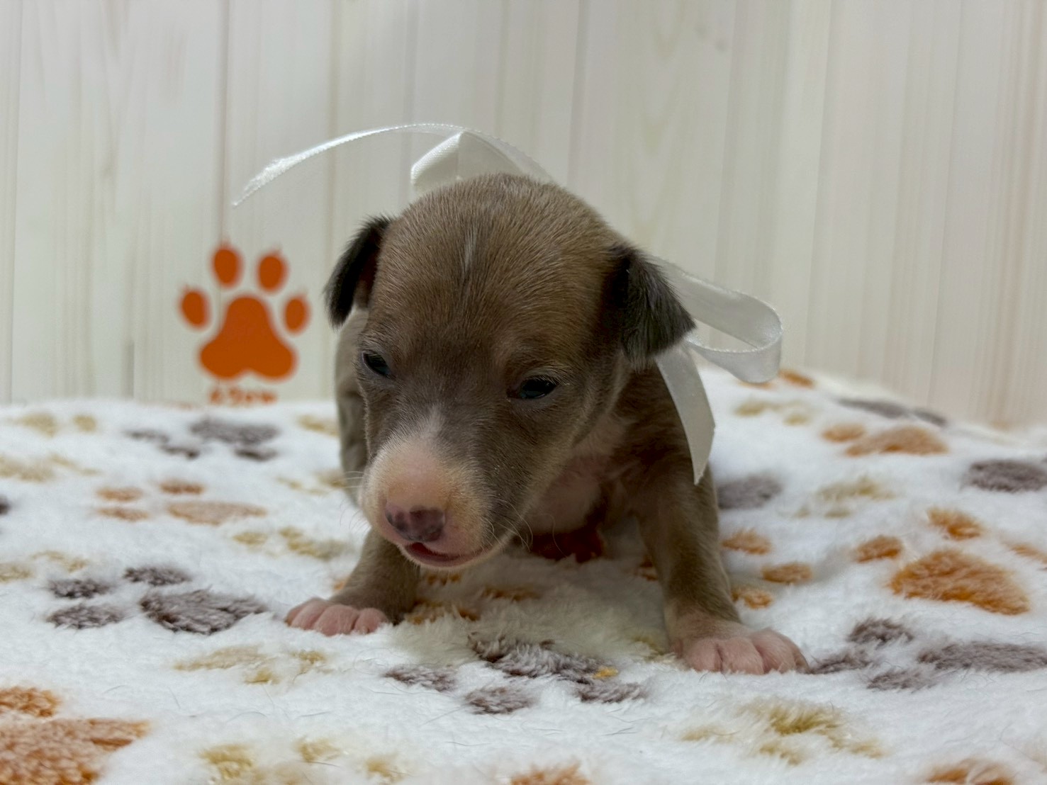 イタリアングレーハウンド