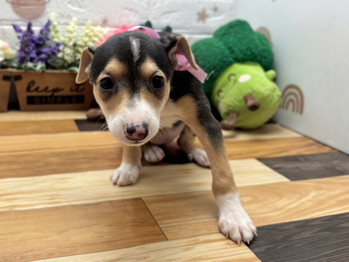 イタリアングレーハウンド