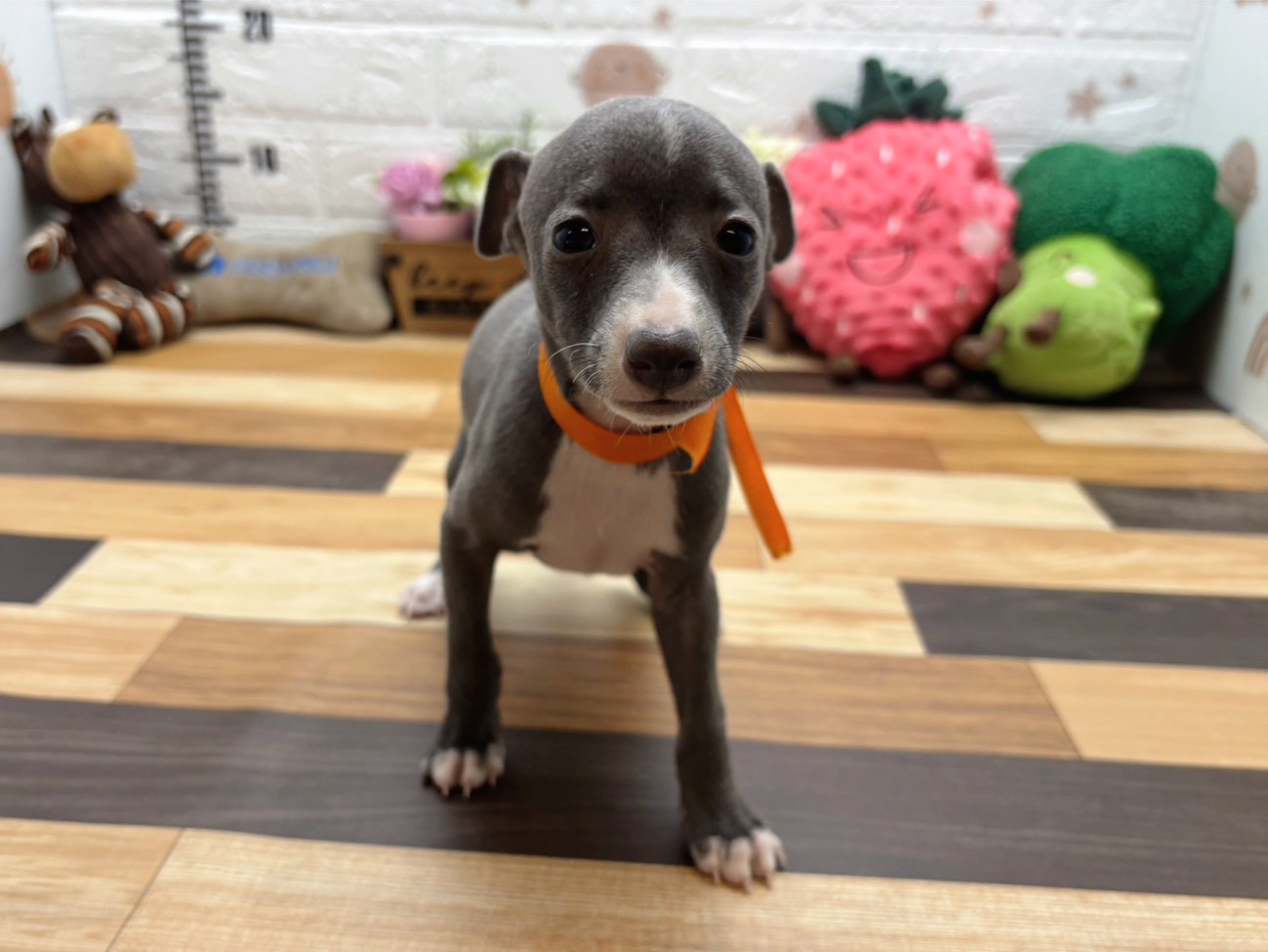 イタリアングレーハウンド