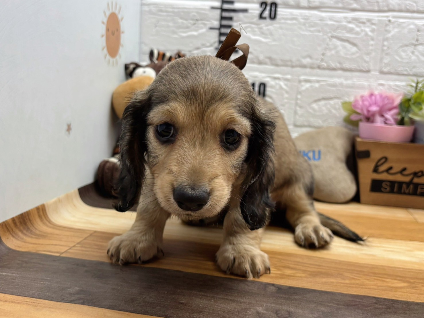 カニンヘンダックスフンド