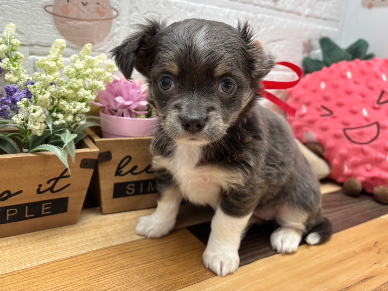 チワワ（ロングコート）