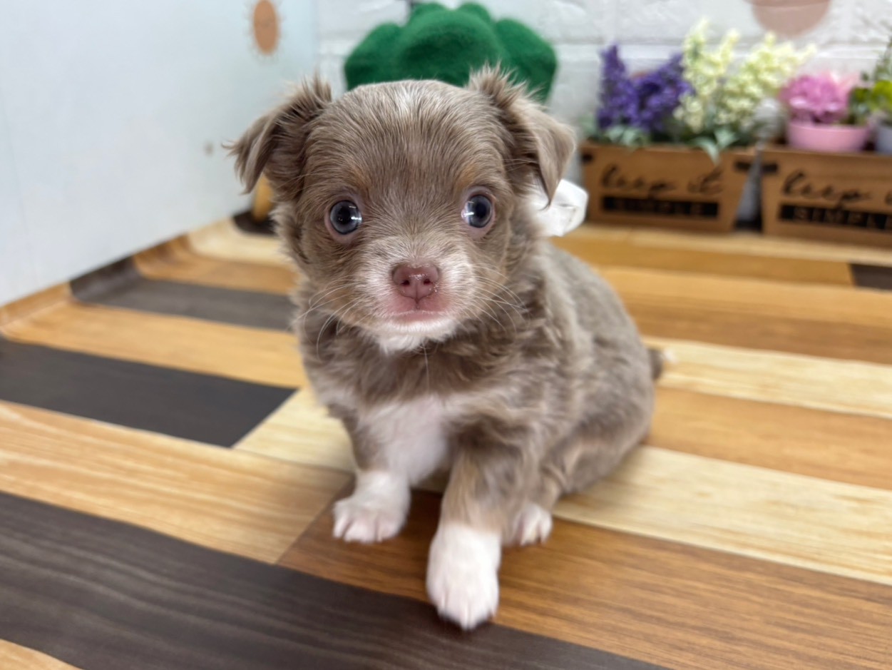 チワワ（ロングコート）