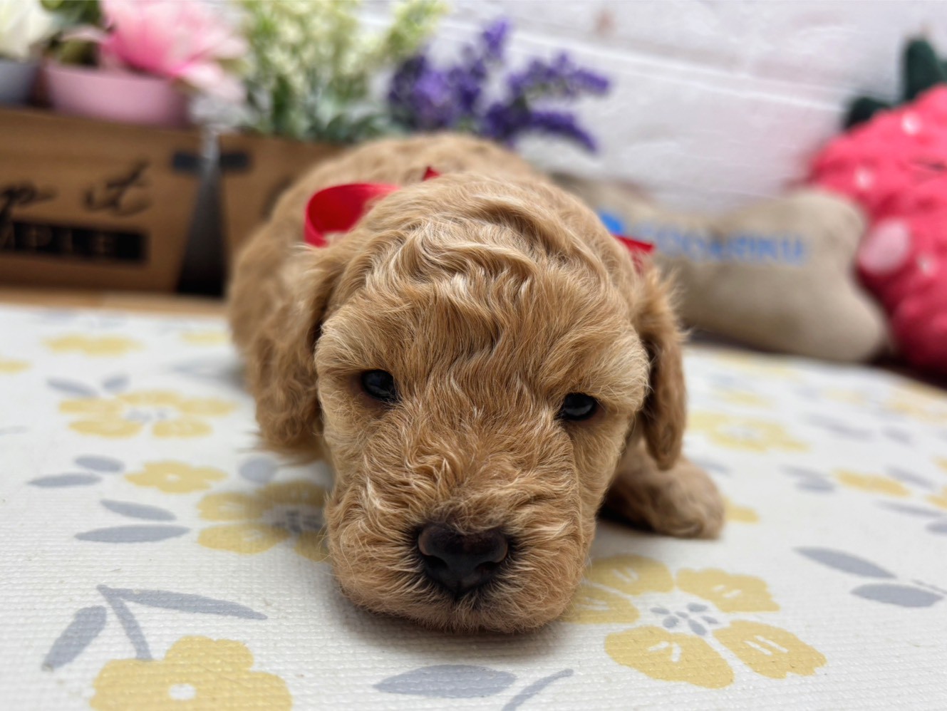 赤ちゃん写真2-1