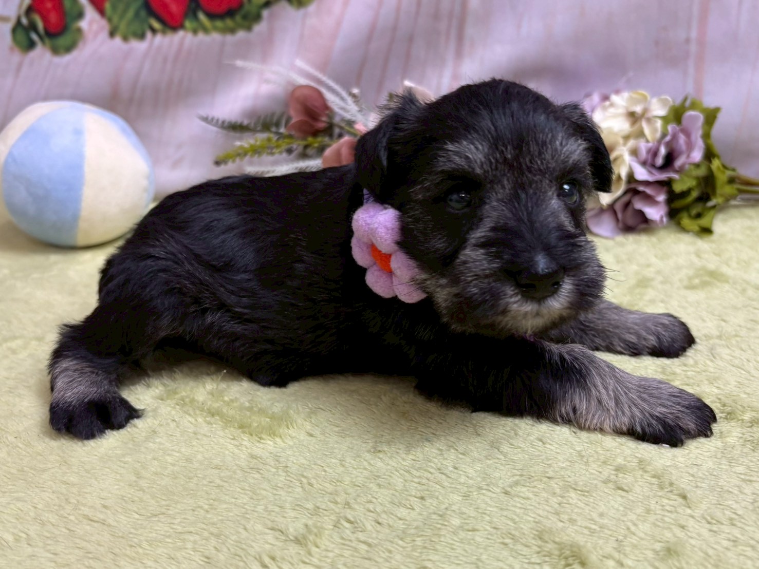 赤ちゃん写真2-2