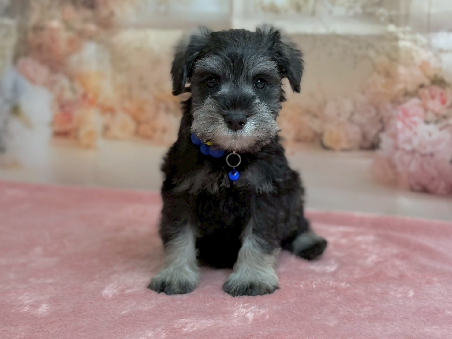 ミニチュア・シュナウザー