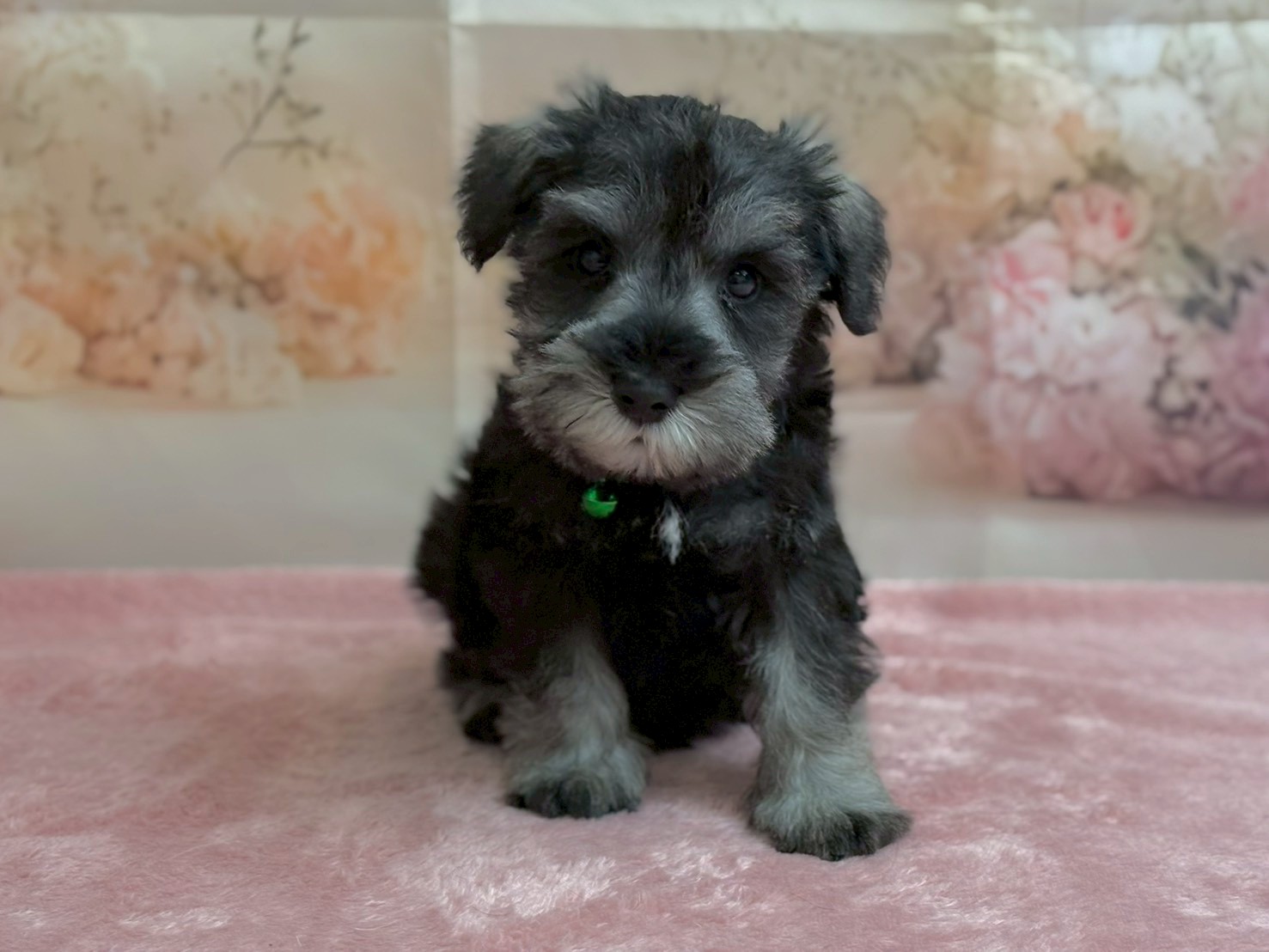 ミニチュア・シュナウザー