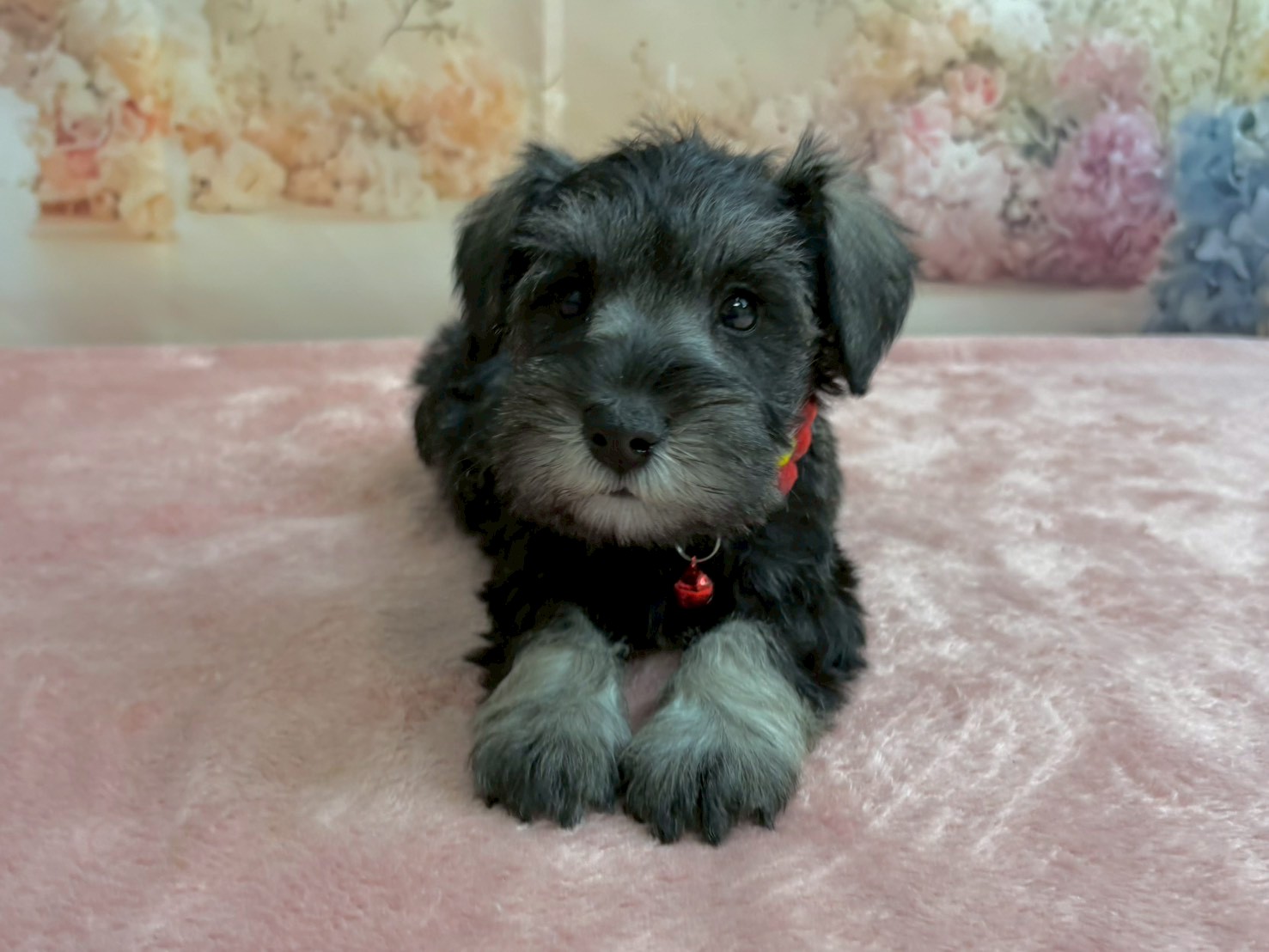 ミニチュア・シュナウザー