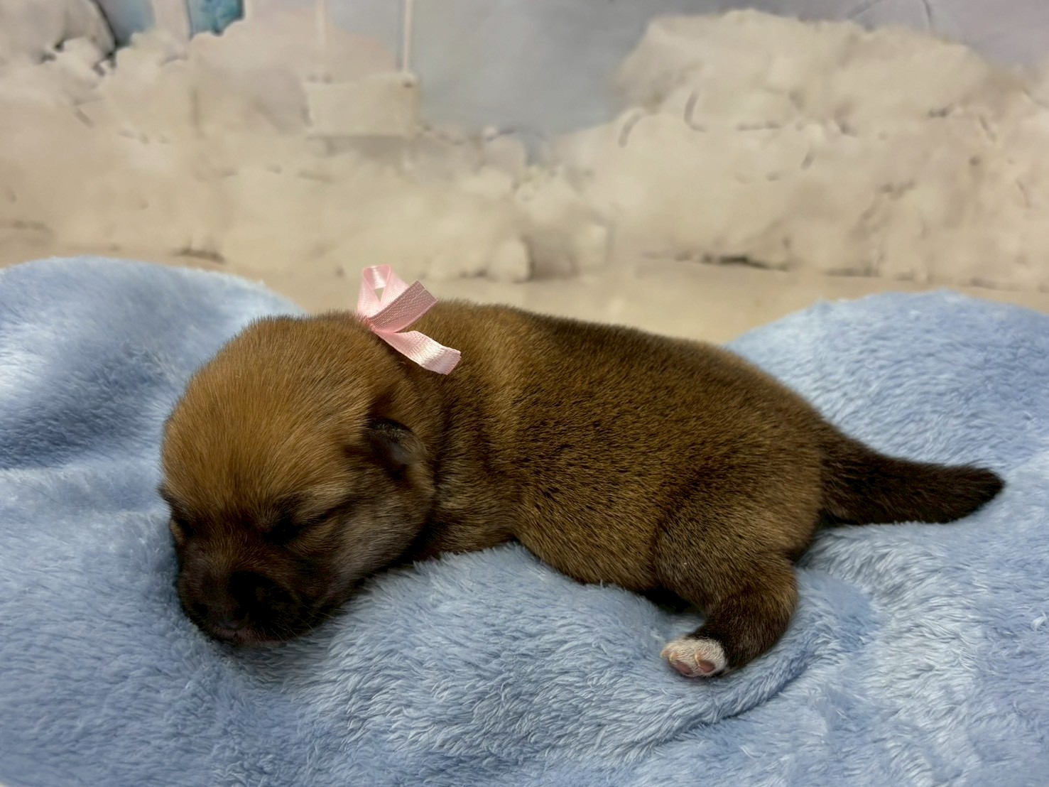 赤ちゃん写真1-2