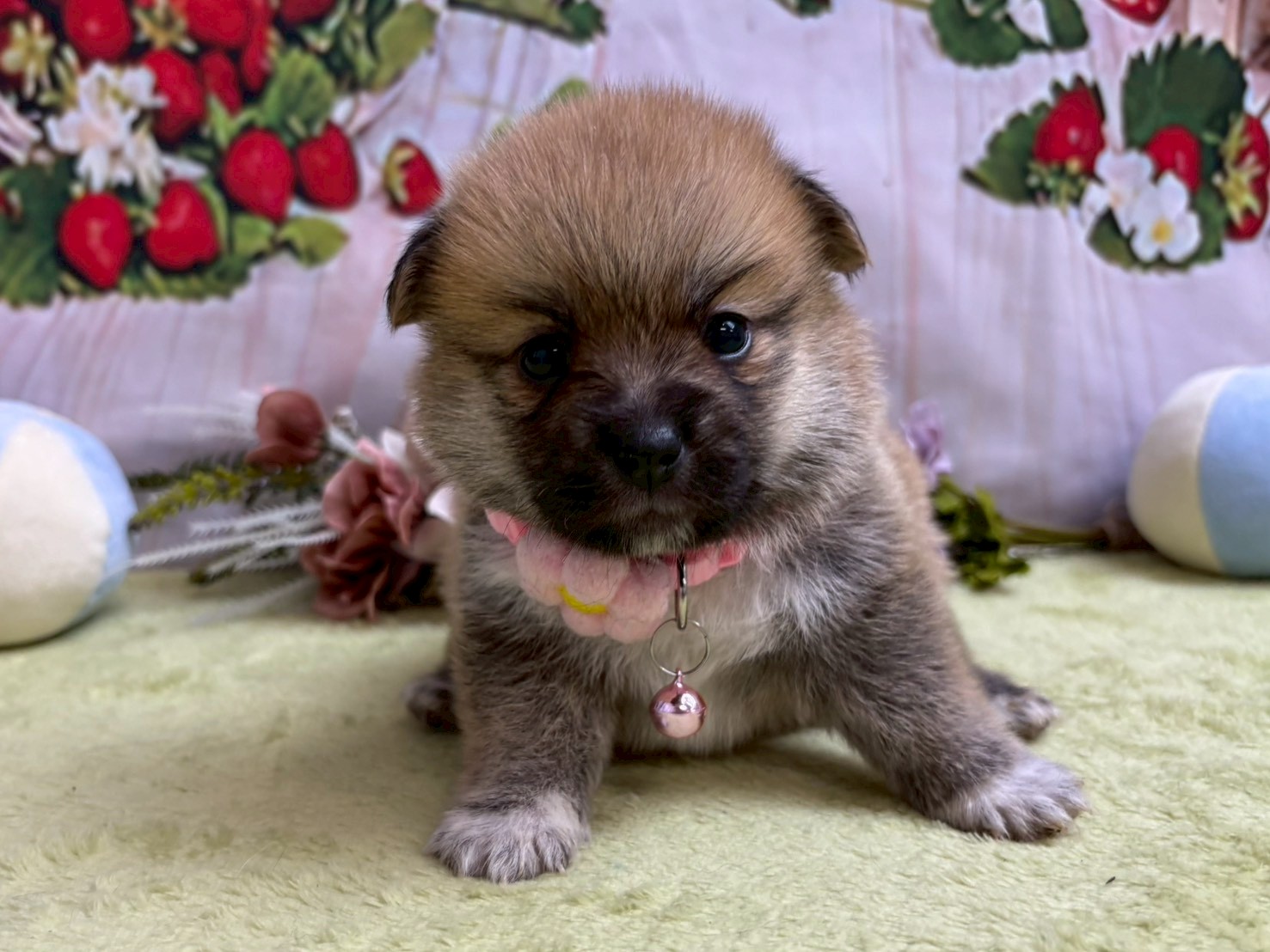 赤ちゃん写真2-1