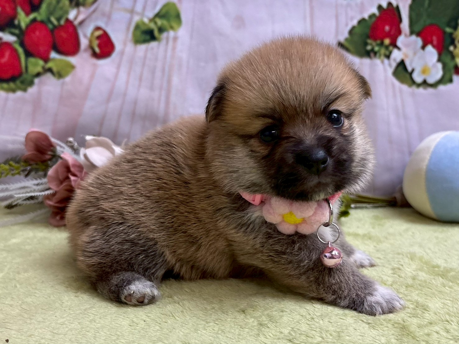 赤ちゃん写真2-2