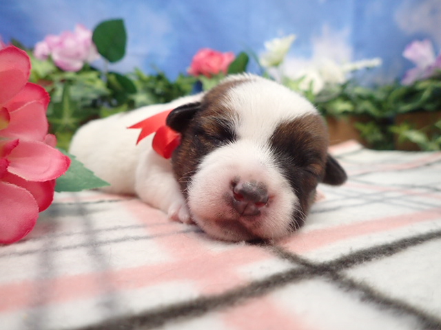 赤ちゃん写真1-1