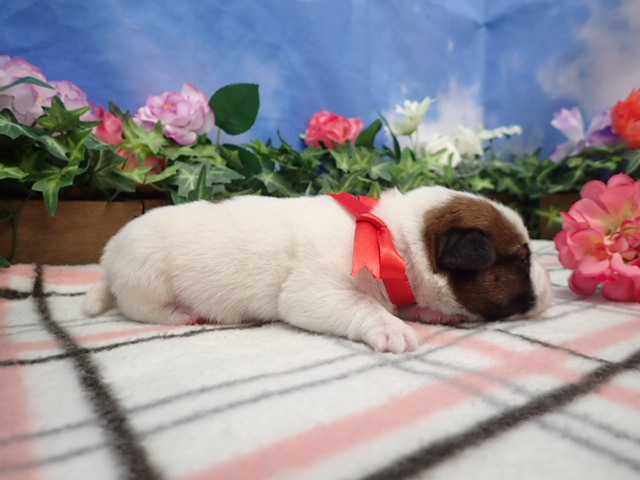 赤ちゃん写真1-2