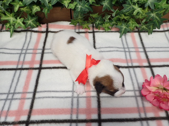 赤ちゃん写真1-3