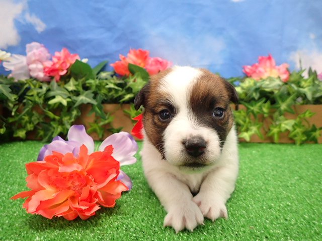 赤ちゃん写真2-1