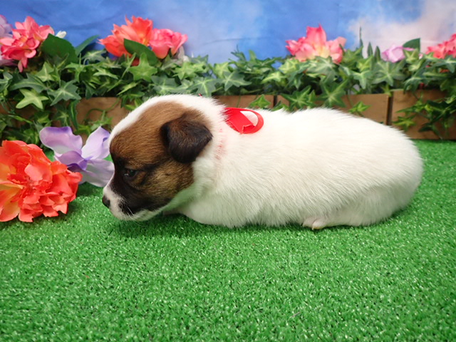 赤ちゃん写真2-2