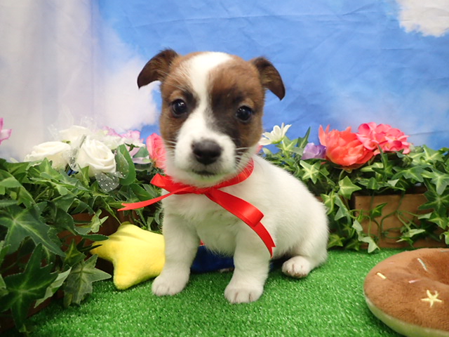 ジャックラッセルテリア