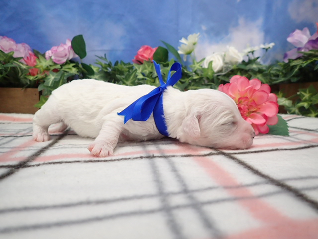 赤ちゃん写真1-2