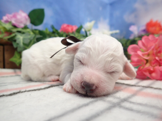 赤ちゃん写真1-1