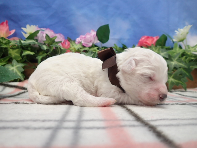 赤ちゃん写真1-2