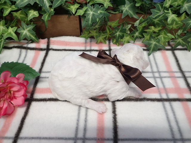 赤ちゃん写真1-3