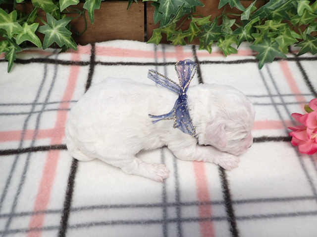 赤ちゃん写真1-3