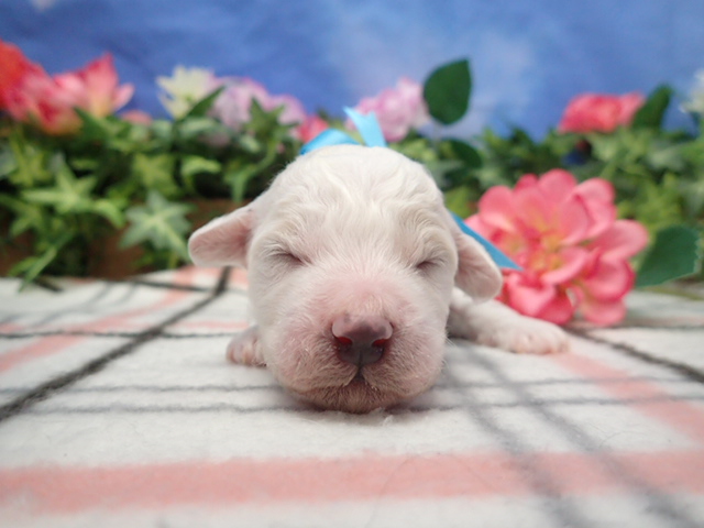 赤ちゃん写真1-1