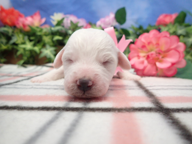 赤ちゃん写真1-1