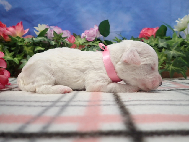 赤ちゃん写真1-2