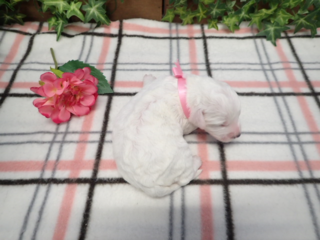 赤ちゃん写真1-3