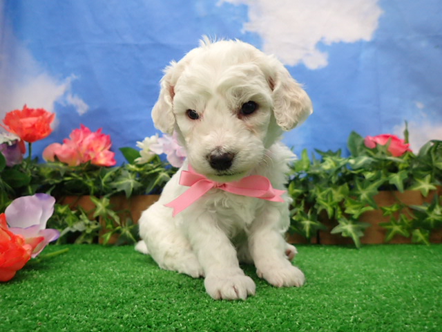 赤ちゃん写真2-1