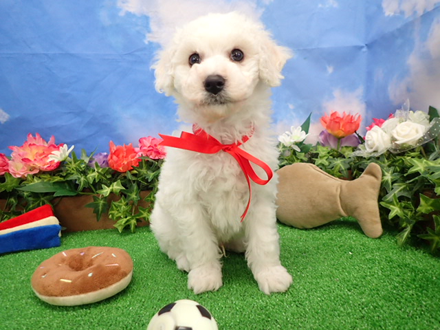 ビション・フリーゼ