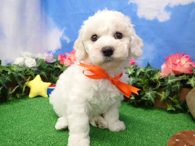 ビション・フリーゼ