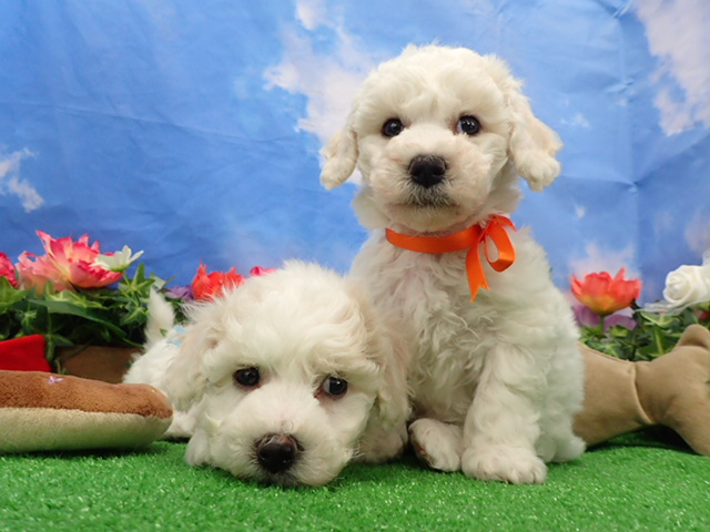 赤ちゃん写真3-3