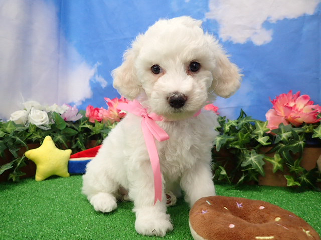 ビション・フリーゼ