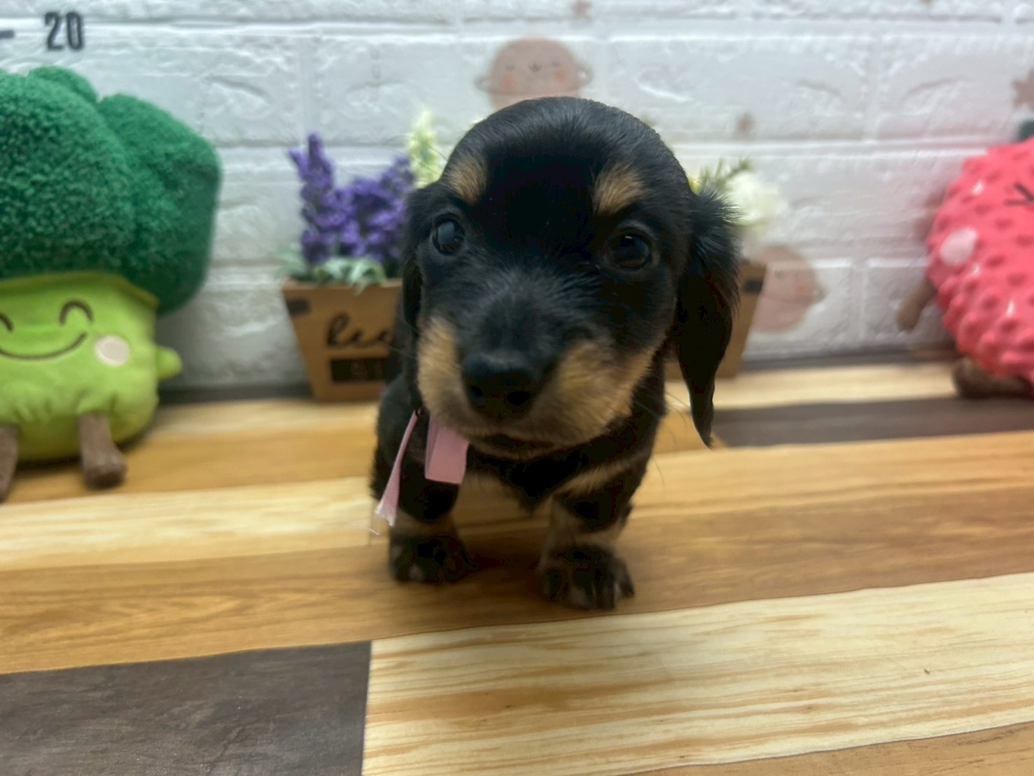 ミニチュア・ダックスフンド