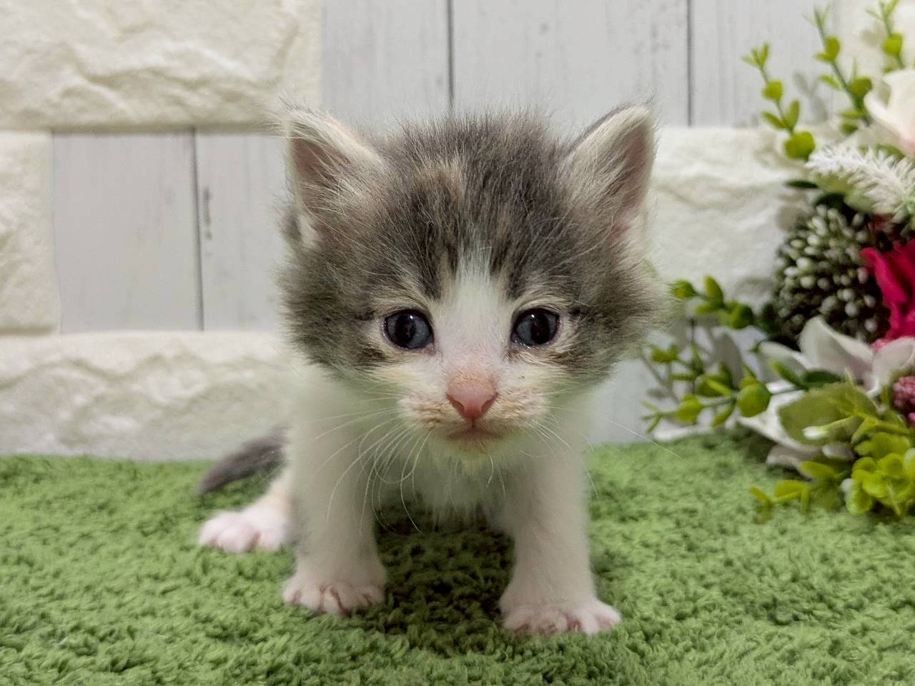 ノルウェージャン・フォレストキャット