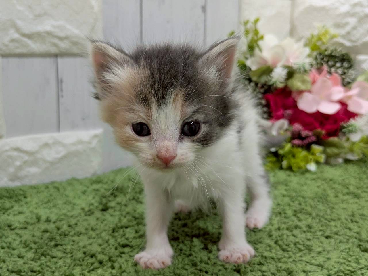 ノルウェージャン・フォレストキャット