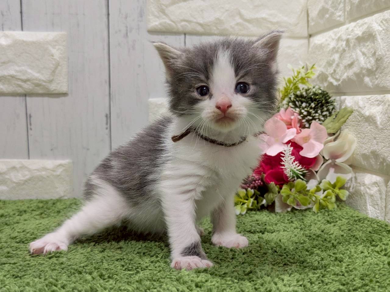 ノルウェージャン・フォレストキャット