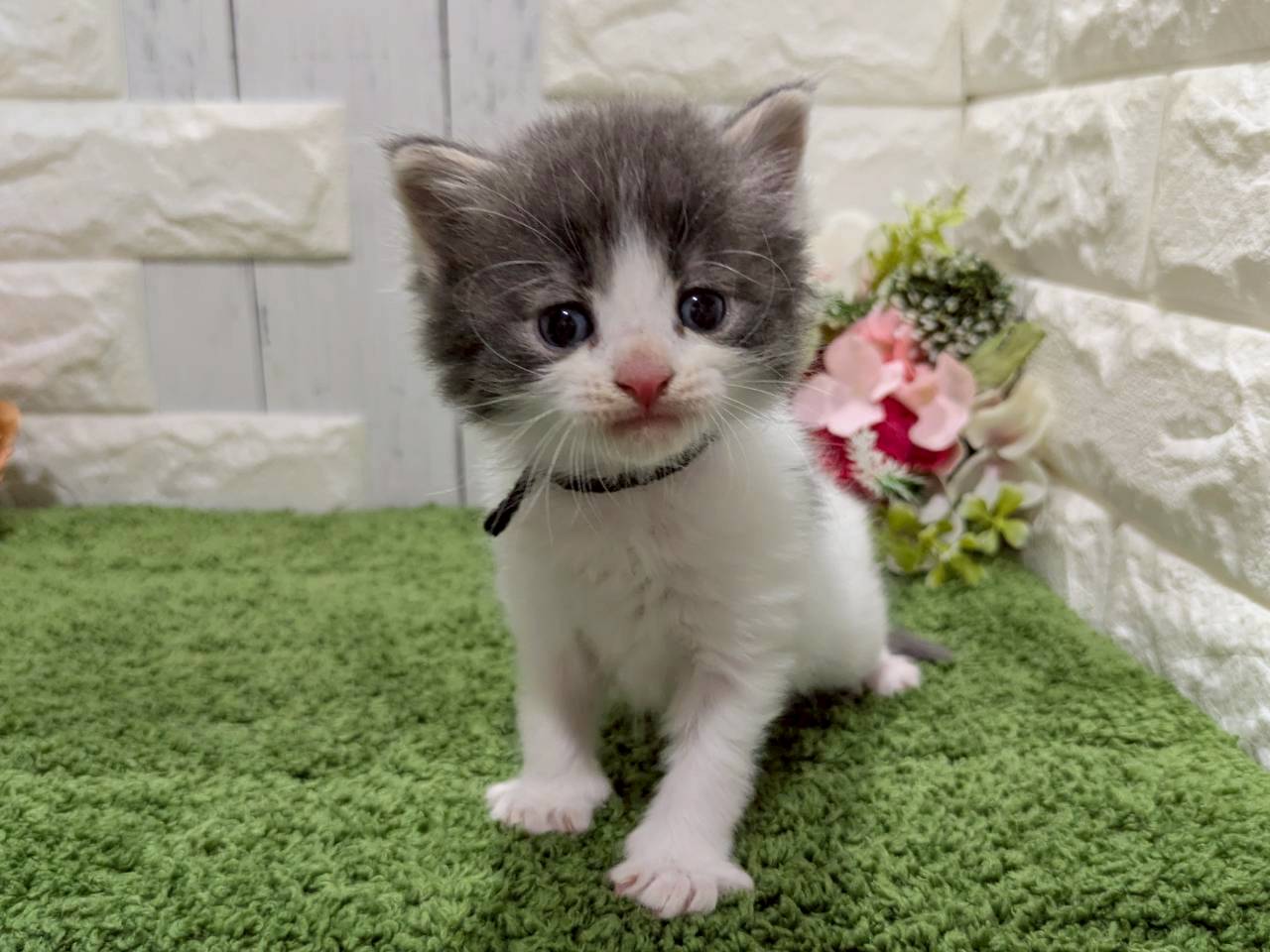 ノルウェージャン・フォレストキャット